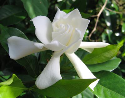 Gardenia jasminoides - گاردنیا